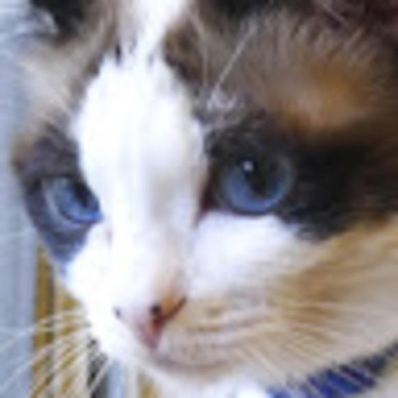 Meet your Posher, Anne - Picture 1 of 1